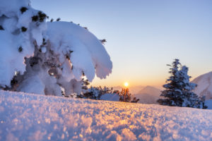 Bergkiefer im Schnee am Herzogstand, Blick auf Estergebirge, Walchensee, Bayerische Voralpen, Oberbayern, Bayern, Süddeutschland, Deutschland, Europa Bergkiefer im Schnee am Herzogstand, Blick auf Estergebirge, Walchensee, Bayerische Voralpen, Oberbayern, Bayern, Süddeutschland, Deutschland, Europa